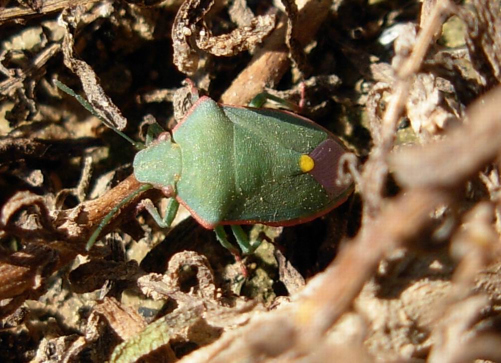 PENTATOMIDAE: genere Brachynema